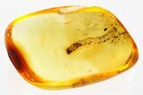Detailed Fossil Moth (Lepidoptera) Larva in Baltic Amber #381312-1